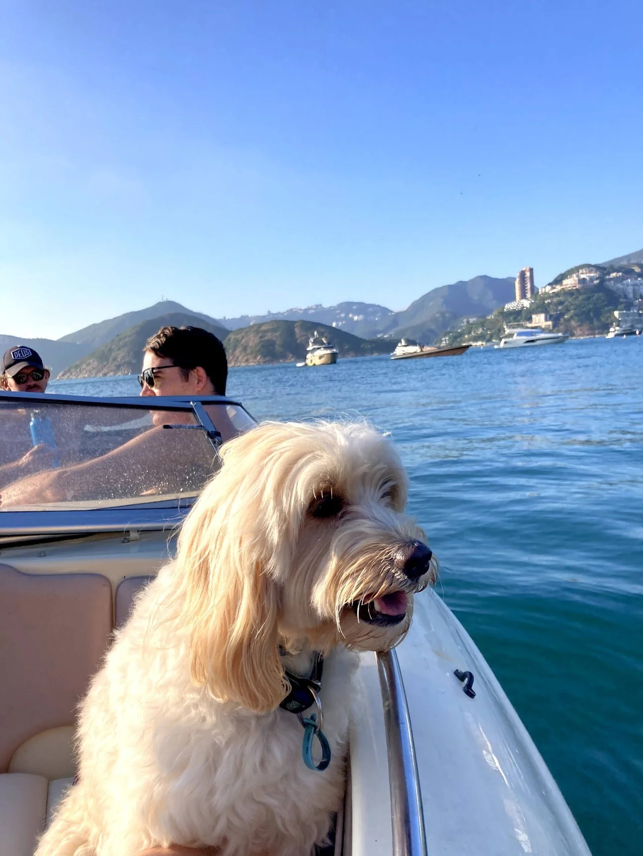 A dog riding a boat across Hong Kong's waters
