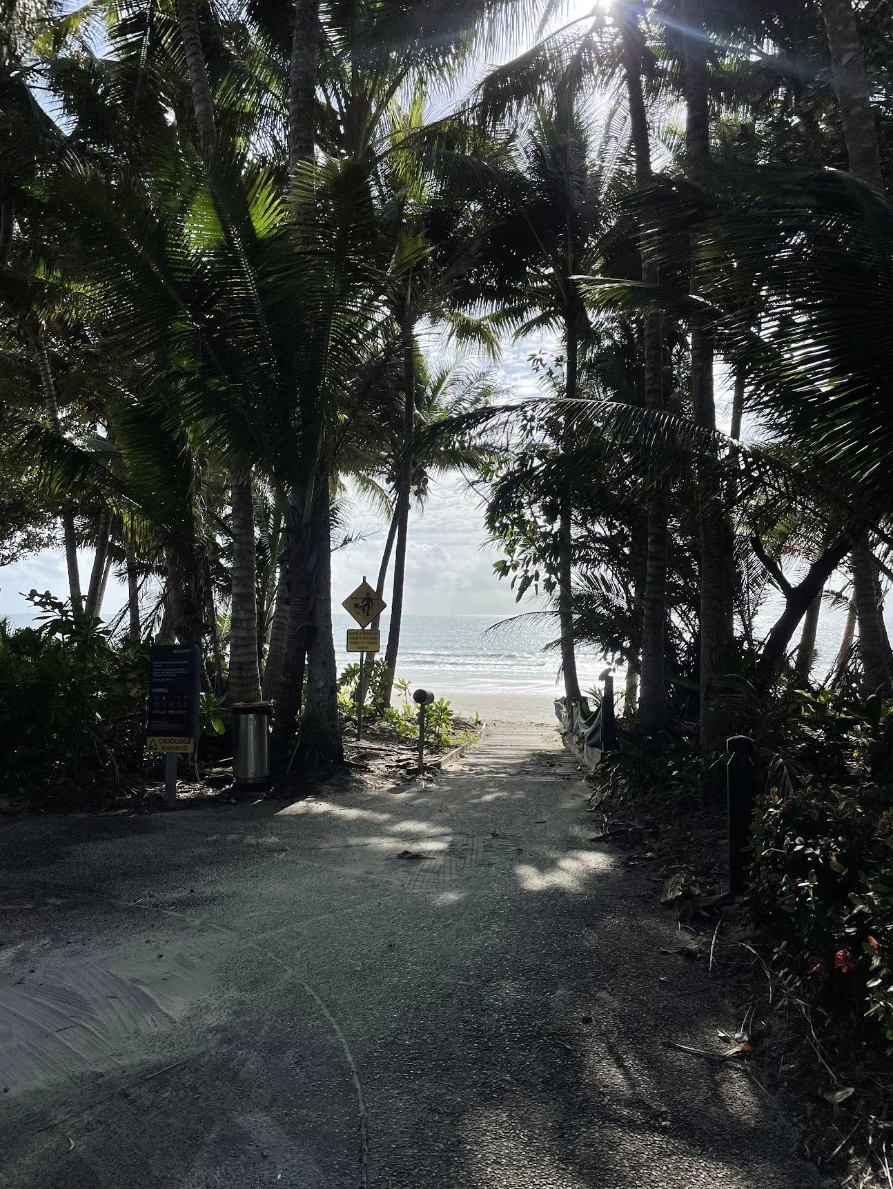 Palm trees lining the edge of Four Mile Beach