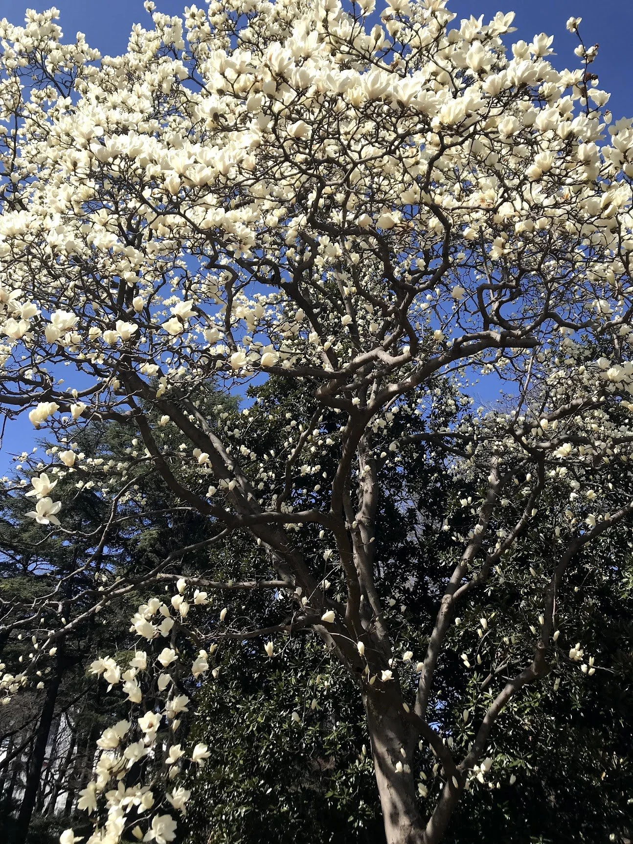 Blossoms in full bloom on a Tokyo spring day
