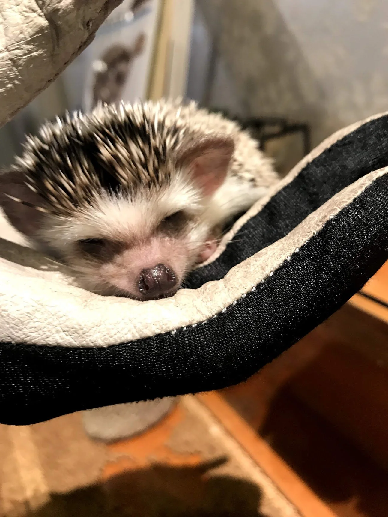 A hedgehog at a Tokyo animal café