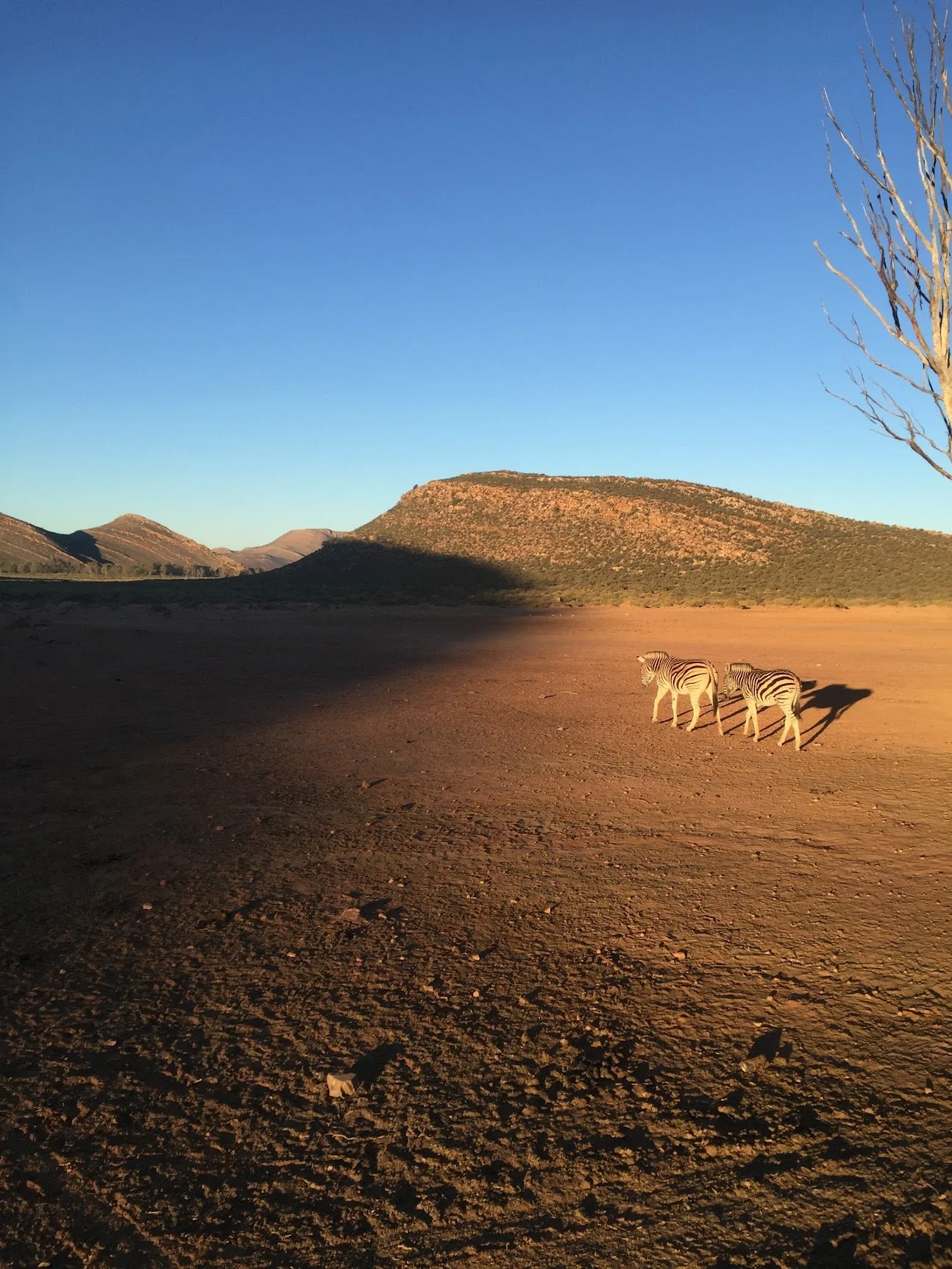Red desert dunes under a clear sky